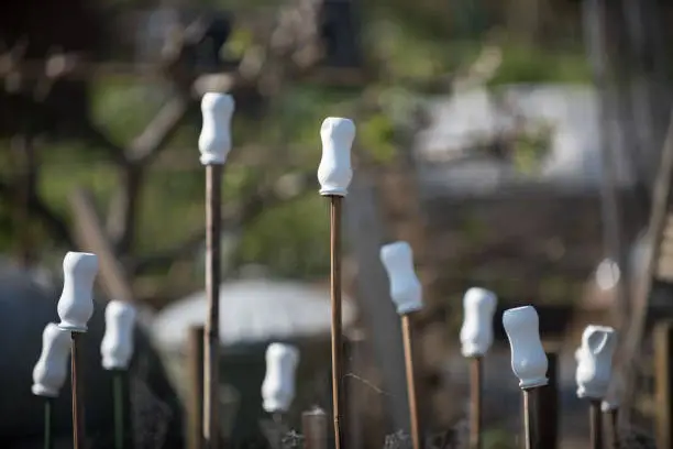 White plastic bottles on ends of garden canes acting as eye protectors