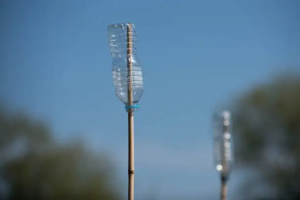 Plastic water bottle placed on the end of a bamboo garden cane acting as eye protector against a blue sky with copy space around
