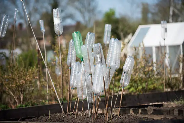 Plastic drinks bottles on the end of garden canes in a flower bed acting as eye protectors