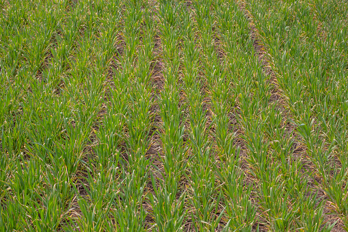 Yellow winter wheat leaves due to low temperature and frost in spring. Dried leaves of bushes of cereals.