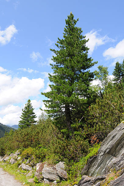 고산대 풍경 스위스 파인에서 (pinus cembra - 4743 뉴스 사진 이미지