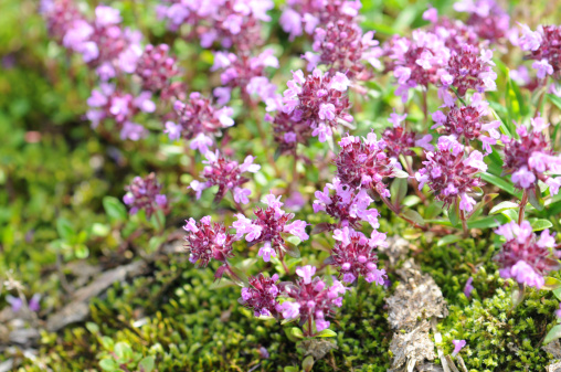 Wild Thyme or Creeping Thyme. typical alpine plant. Spice. thymus serpyllum.