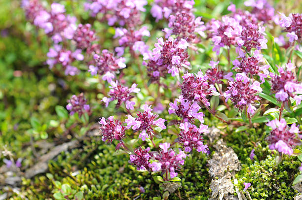 Close up of wild thyme flowers stock photo
