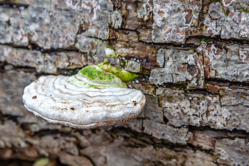 This pretty white shelf fungus was really quite unique