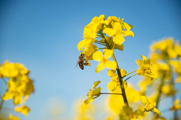 honneybee die nectar op een koolzaadbloem verzamelt - bestuiving fotos stockfoto's en -beelden