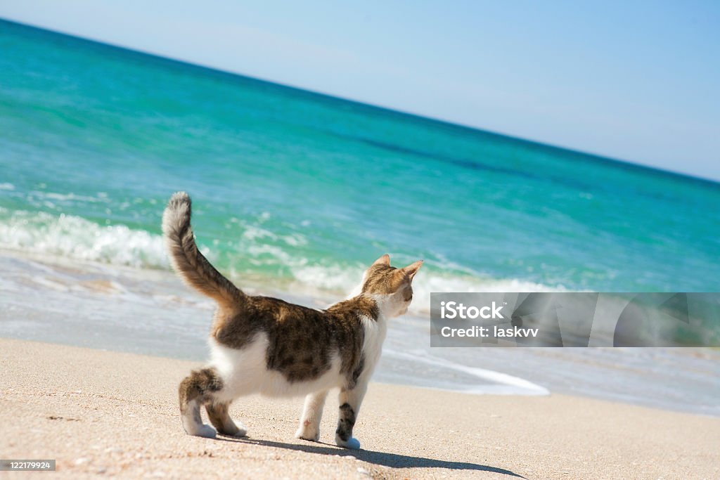 Gatto sulla spiaggia - Foto stock royalty-free di Gatto domestico