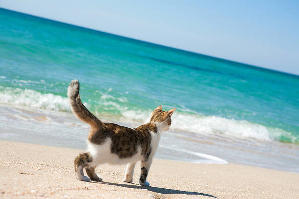 Calico colored cat walking on the shoreline stock photo