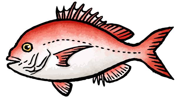 230+ Red Snapper Stock Illustrations, Royalty-Free Vector Graphics