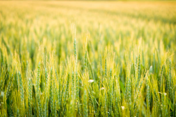 istock Japanese wheat field illuminated by the setting sun 1221799988