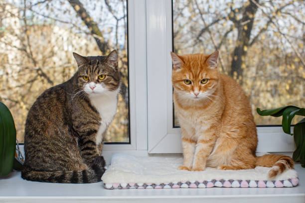 istock Red and gray cat sit  on the windowsill 1221800053