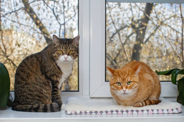 istock Red and gray cat sit  on the windowsill 1221800067