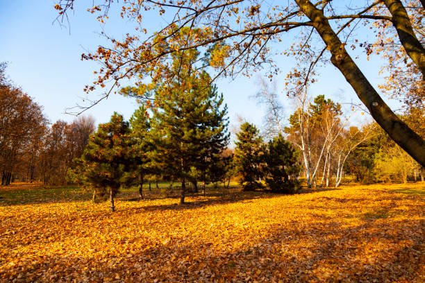 Beautiful autumn park. Beautiful fall landscape.