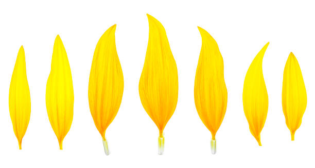 istock Sunflower petals isolated on a white background, top view. 1221802357
