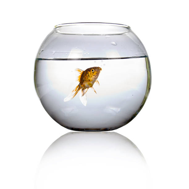 istock Goldfish in a round aquarium 1221803558