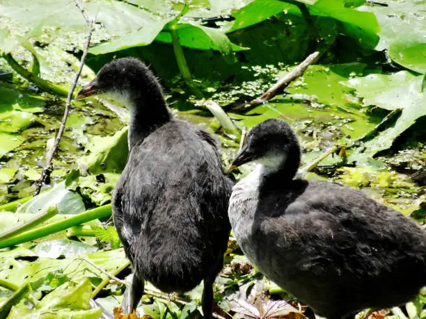 Two young and massive young coots with black beak  ( fulica atra specie of bird ) of the ralidae family. This is black bird with a young feathering on floatting cutted branches nest on water surface. Adult has a WHITE front or a white frontal helmet and red orange eyes. Ornithology photography
 of ralidae group -on their branches nest and leaves aquatic surface environment