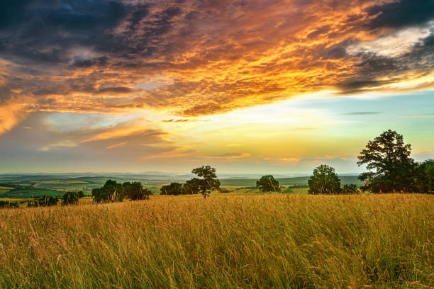 istock Meadow with flowers and trees during sunset 1221804018