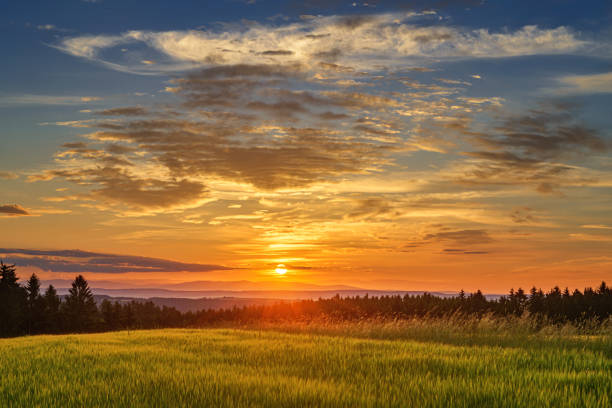 Meadow with flowers and trees during sunset