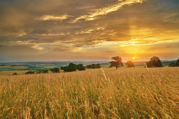 istock Meadow with flowers and trees during sunset 1221805086