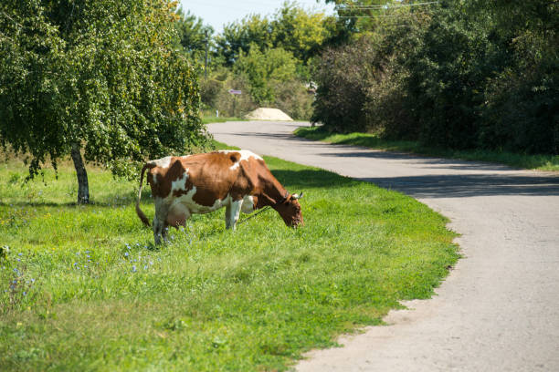 istock Cow browses near the rustic home on the chain 1221805325