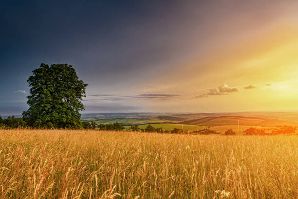istock Meadow with flowers and trees during sunset 1221805357
