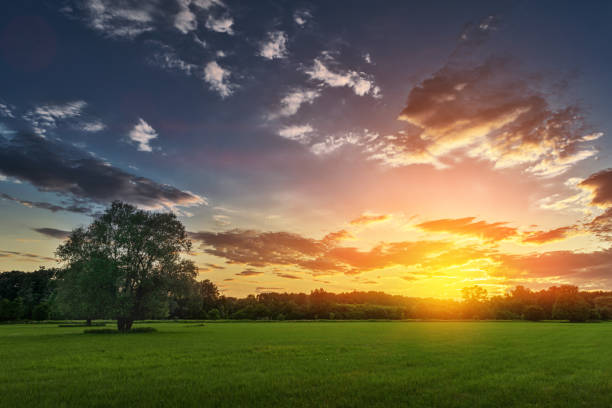 istock Meadow with flowers and trees during sunset 1221805507