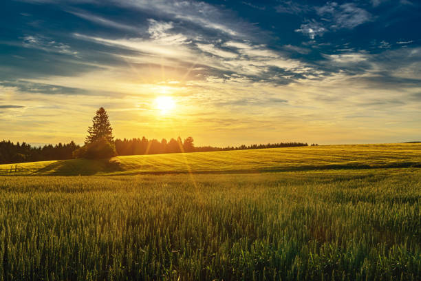 istock Meadow with flowers and trees during sunset 1221805554