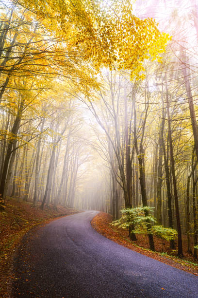 istock Autumn scenery in a forest, with the sun rays through the mist and trees 1221806363
