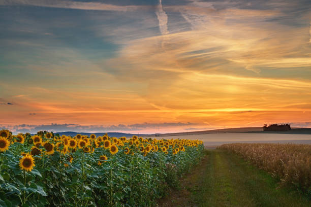 istock field of blooming sunflowers on a sunset background 1221806377