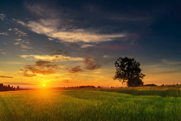 istock Landscape with sunny dawn in a field with clouds 1221806386