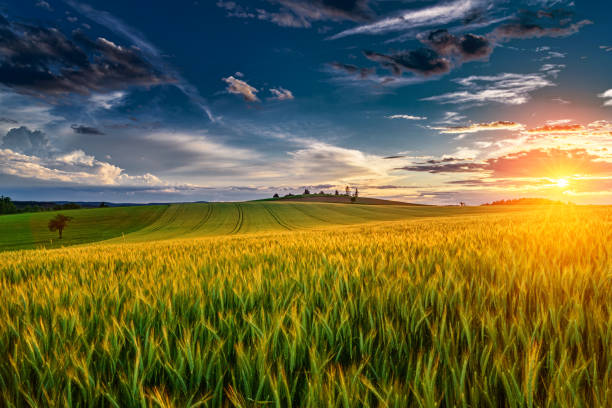 istock Landscape with sunny dawn in a field with clouds 1221806423