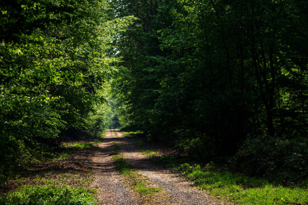 istock tranquil forest path lined with trees on the right and left. With sunshine in the middle 1221806491