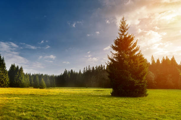 istock Meadow with flowers and trees during sunset 1221806727