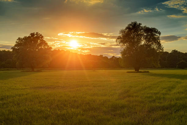 Meadow with flowers and trees during sunset