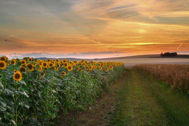 istock field of blooming sunflowers on a sunset background 1221806885