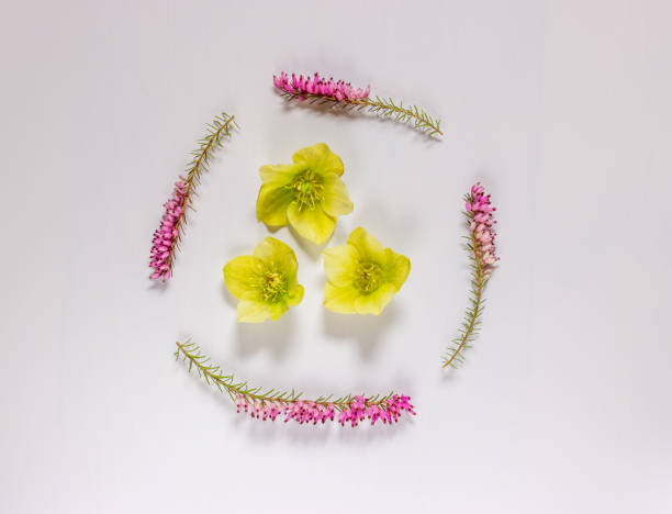 istock Composition of spring flowers on a light  background.  Flat lay, top view. Minimal concept. Greeting card. 1221806898