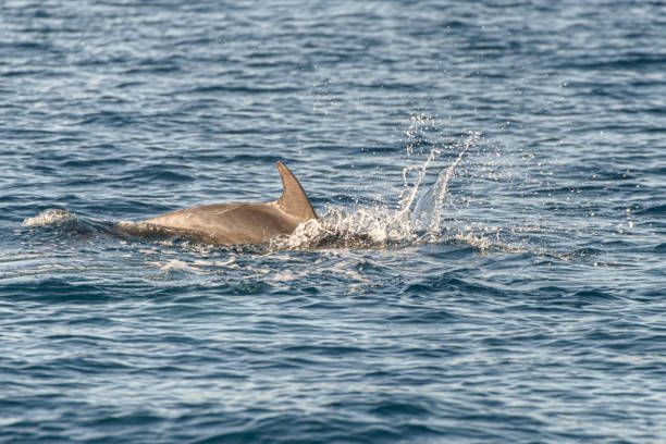 istock Doplhin jumping near coast in Croatia 1221807222