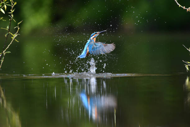 kingfisher común, alcedo atthis - animals hunting kingfisher animal bird fotografías e imágenes de stock