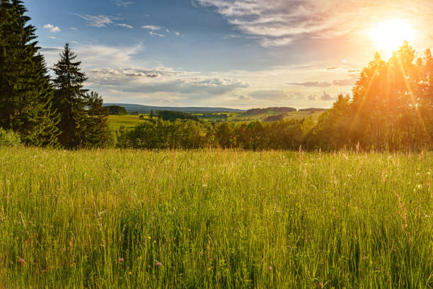 istock Meadow with flowers and trees during sunset 1221807893