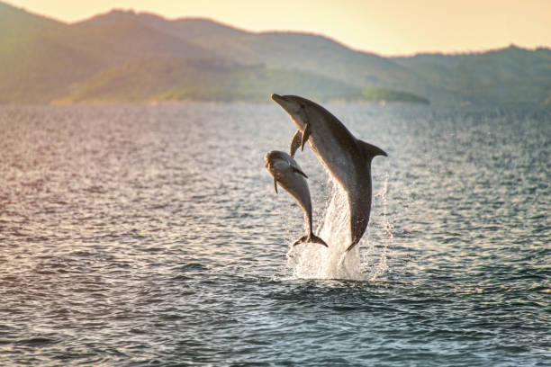 istock Doplhin jumping near coast in Croatia 1221809487