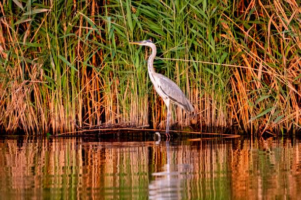 istock Grey Heron, Ardea cinerea, standing on a branch 1221809541