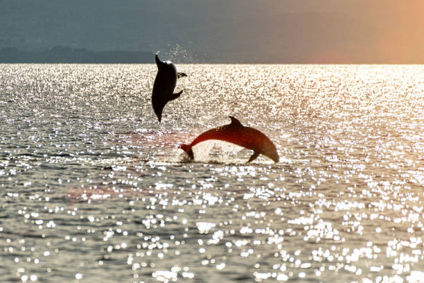 istock Doplhin jumping near coast in Croatia 1221809834