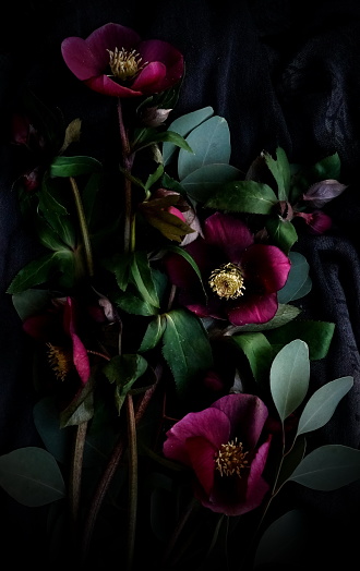 Dark Floral Pictures | Download Free Images on Unsplash