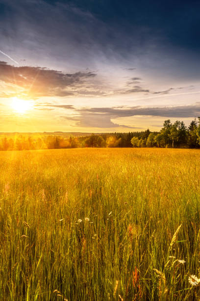 istock Meadow with flowers and trees during sunset 1221809910