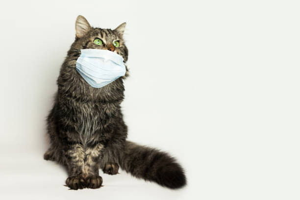 istock Medical mask for cat virus protected cat at home 1221810026