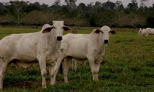 itabela, bahia / brazil - october 19, 2010: Nellore heifers are seen on a farm in the municipality of itabela.