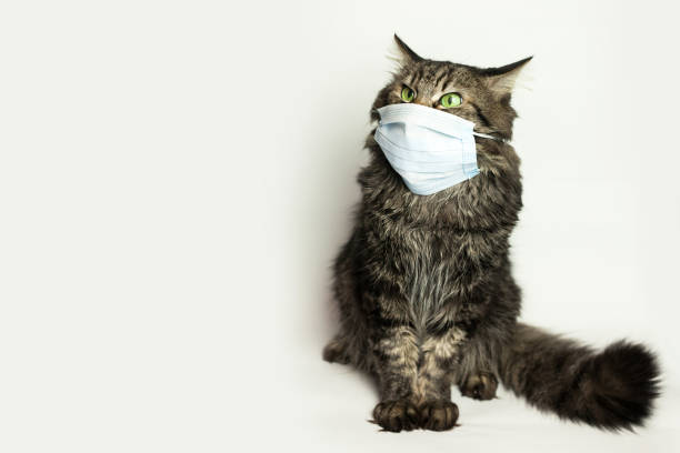 istock Medical mask for cat virus protected cat at home 1221810147