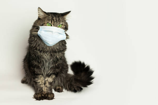 istock Medical mask for cat virus protected cat at home 1221810226