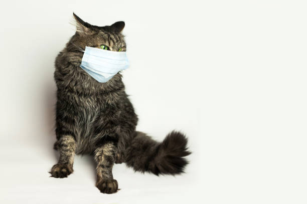 istock Medical mask for cat virus protected cat at home 1221810249