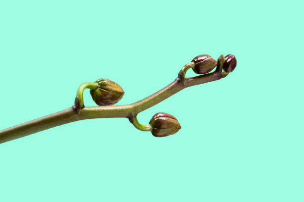 istock Orchid branch with young buds on a light turquoise background 1221810293