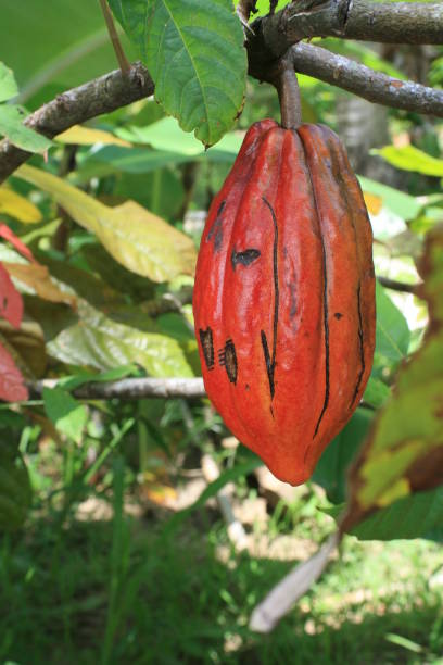 istock cocoa harvest in bahia 1221810294